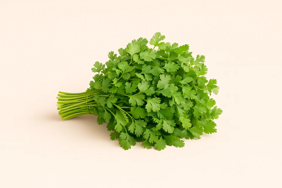 Coriander (Dhaniya)