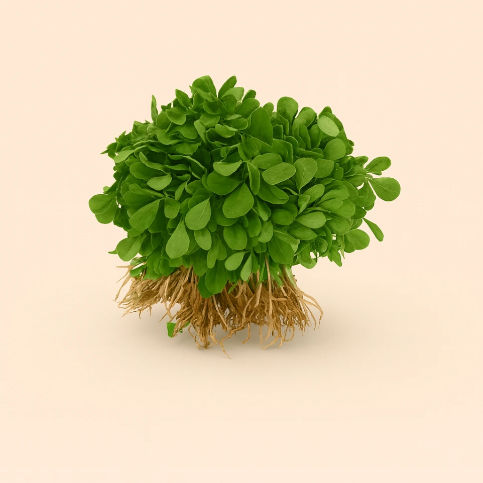 Fenugreek (Methi)