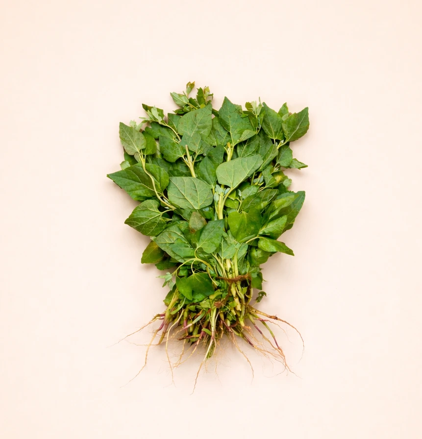 Safflower (Kardai) (1 bunch)